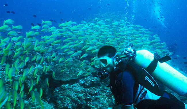 SWIMMING WITH SHARKS